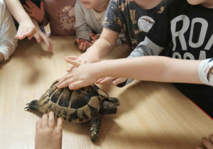 dzieci dotykają żółwia