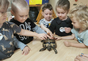 dzieci dotykają żółwia