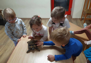 Dzieci dotykają żółwia.
