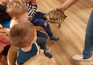 Dzieci oglądają żółwia.