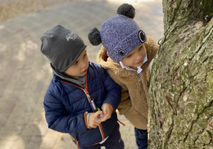 dzieci obserwują drzewa