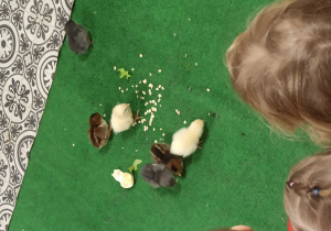 kurczaczki jedzą