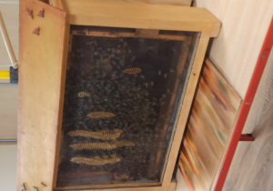 dzieci podczas warsztatów pszczelarskich